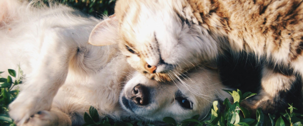 <a href=https://extension.uned.es/actividad/idactividad/43511>PREVENCIÓN DEL MALTRATO ANIMAL: CONDUCTAS DE CUIDADO Y BIENESTAR</a>